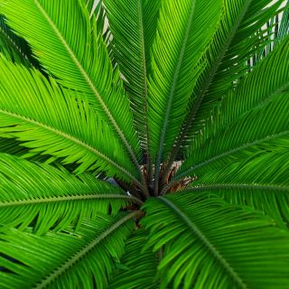 Ekstrakt z owoców palmy sabałowej (Serenoa repens)