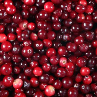 Ekstrakt z owoców żurawiny (Vaccinium macrocarpon)