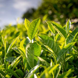Ekstrakt z liści zielonej herbaty (Camellia sinensis)