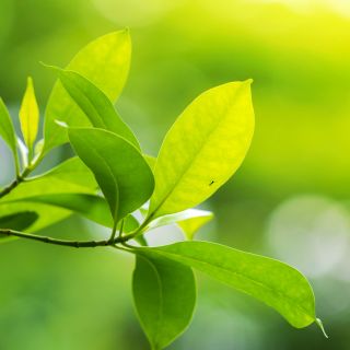 Działa w pełni naturalnie i bezpiecznie